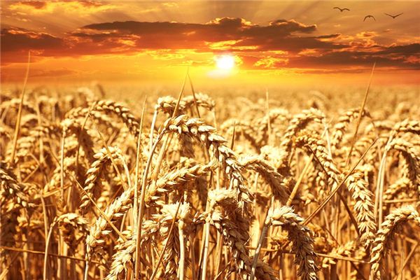 Que signifie rêver de blé