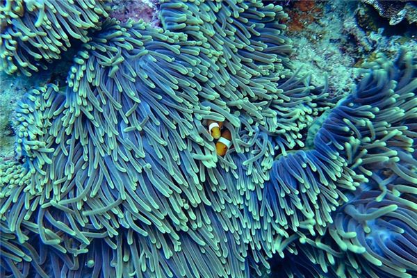 Que signifie rêver de corail