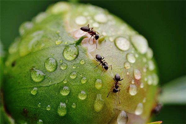 La signification et l’explication d’un ver dans la bouche dans un rêve