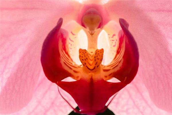 Rêver de organes génitaux – la signification et l’explication des organes génitaux dans les rêves
