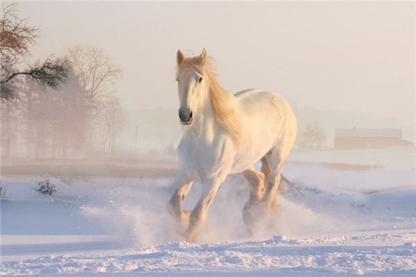 La signification et la divination du rêve du marchand de chevaux