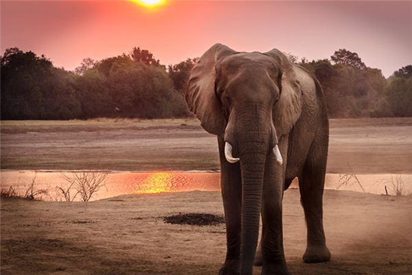 La signification de rêver d’éléphants