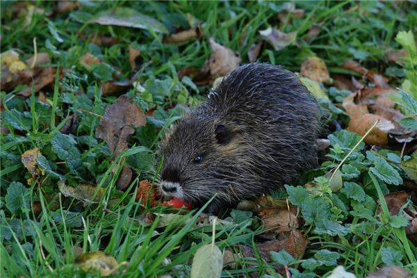 Rêver de la signification du rat musqué