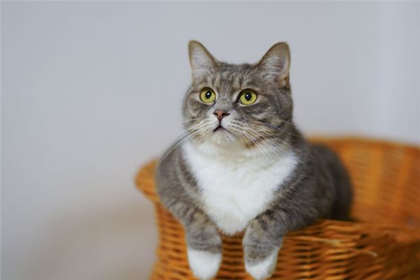 La signification de rêver de chats