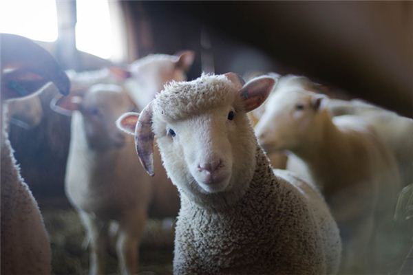L’explication du rêve de mouton