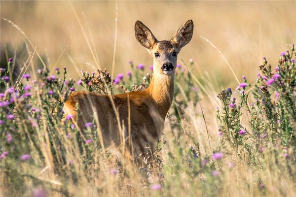 La signification de rêver de cerf