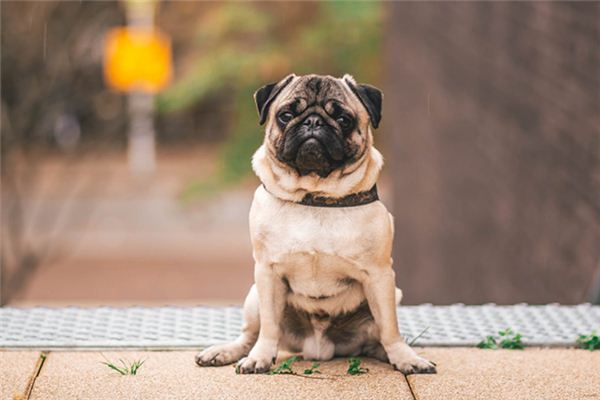 La signification de rêver de chiens