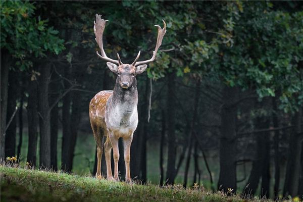 La signification de rêver de cerf