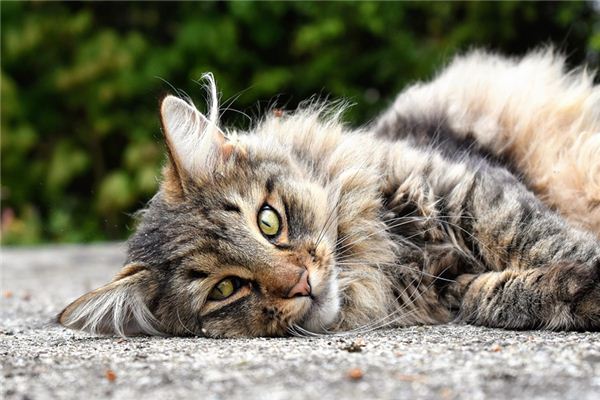 La signification de rêver de chats sauvages