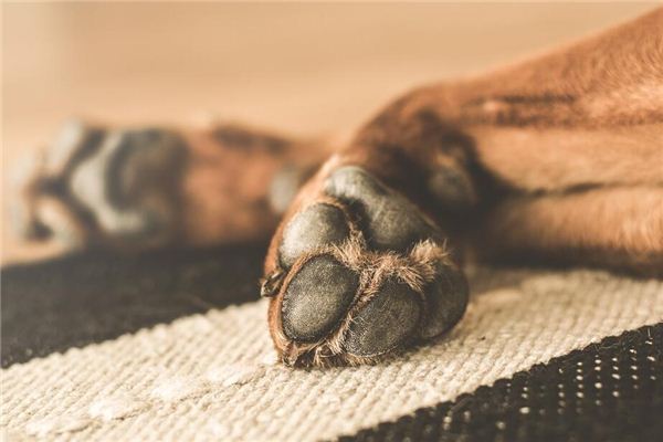La signification de rêver de pattes d’animaux