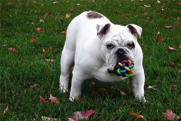 Signification du rêve de bouledogue