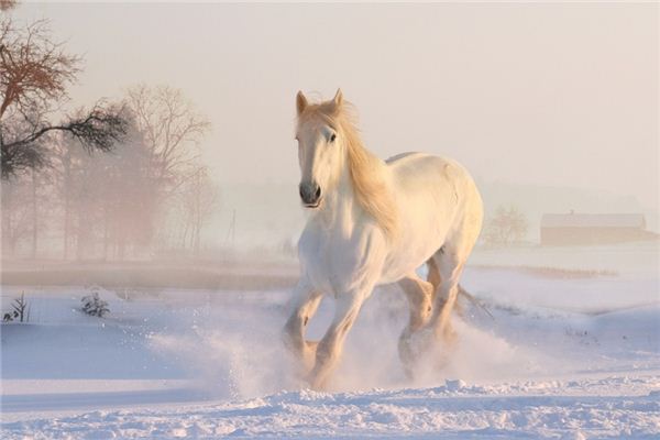 Que signifie rêver d’un cheval blessé