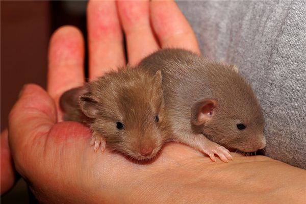 Que signifie rêver d’attraper une souris