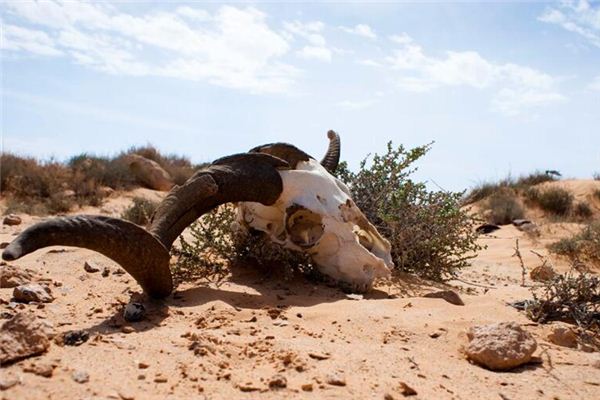 Que signifie rêver de moutons morts