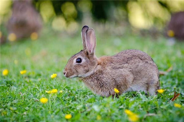 Que signifie rêver d’un lapin