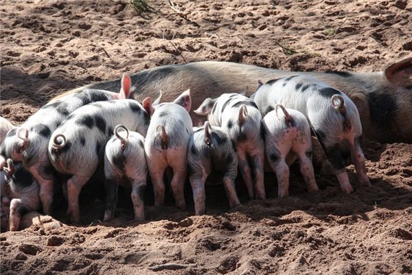 Que signifie rêver d’une queue de cochon