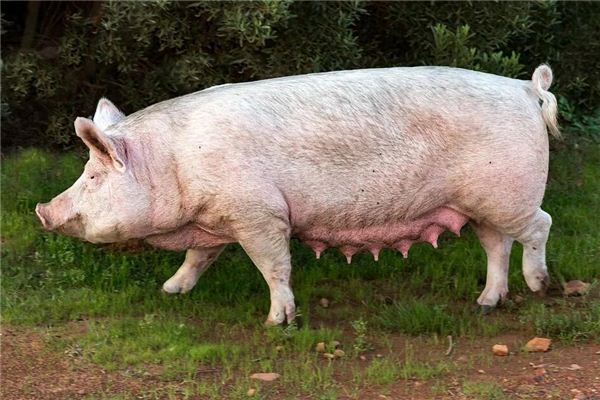 Que signifie rêver d’un cochon aussi gros qu’un boeuf courant dans la maison