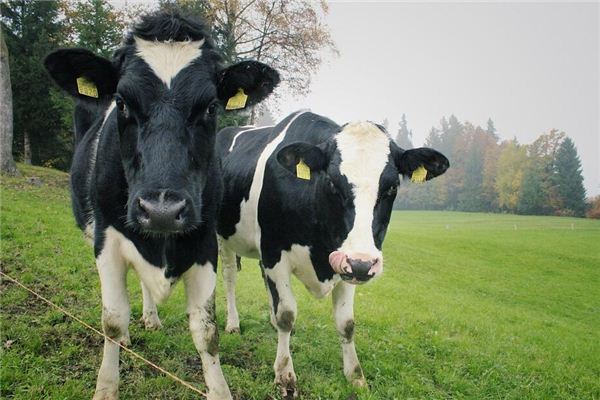 Que signifie rêver de deux vaches qui se battent