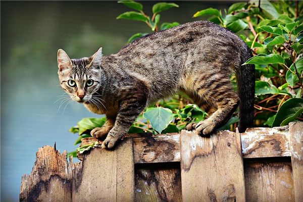 Que signifie rêver d’un groupe de chats qui me poursuivent