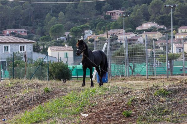 Que signifie rêver d’un cheval attaché dans la cour