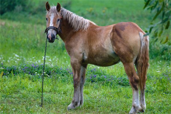 Que signifie rêver d’un cheval transportant des bijoux ou des marchandises ?