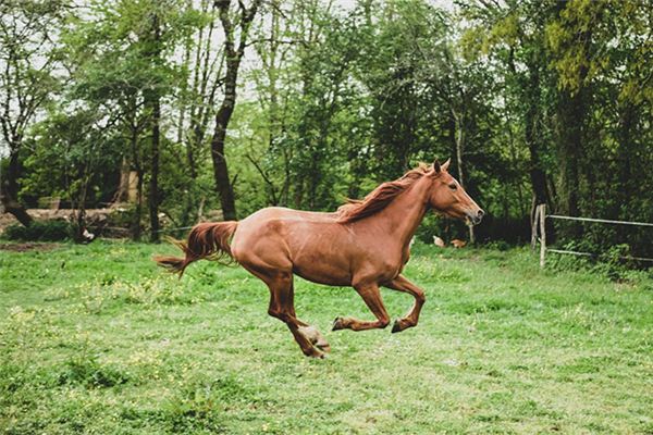 Que signifie rêver d’un cheval à proximité