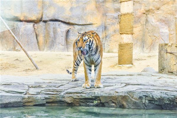 Que signifie rêver d’un tigre entrant dans la maison
