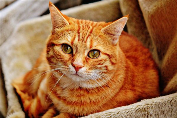 Que signifie rêver d’un chat à l’intérieur