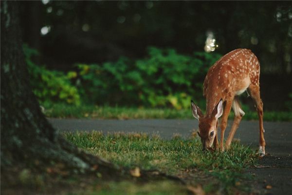 Que signifie rêver de cerf dans la cour