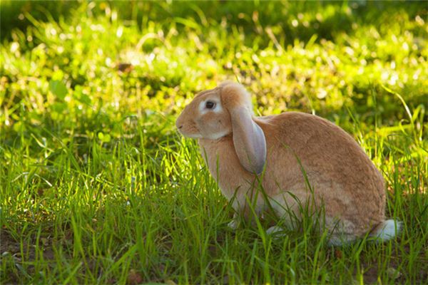 Que signifie rêver d’un lapin qui pilonne du riz dans la lune