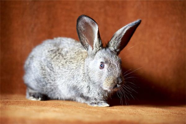 Que signifie rêver d’un lapin courant dans la maison