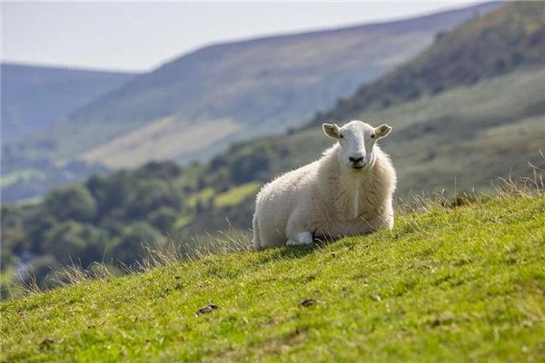 Que signifie rêver de moutons tombant par terre