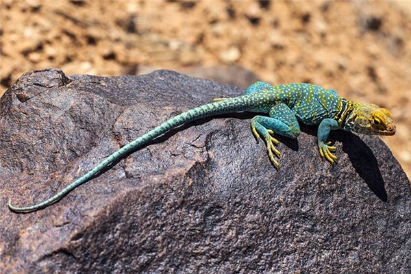 Que signifie rêver de reptiles