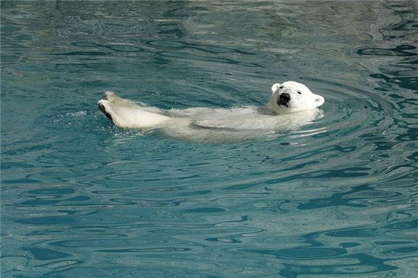 Que signifie rêver d’un ours malchanceux?