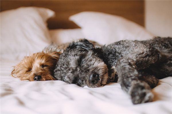 Que signifie rêver d’un accouplement de chien