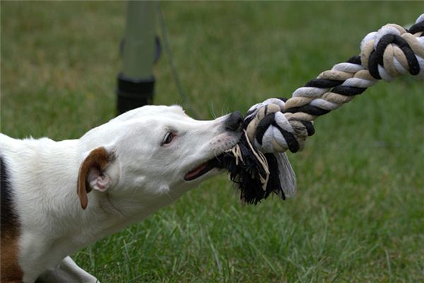 Que signifie rêver d’un chien qui vous mord la main