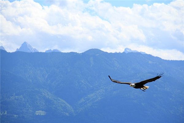 La signification spirituelle de rêver d’aigles