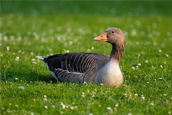 Que signifie rêver d’oie et de canard