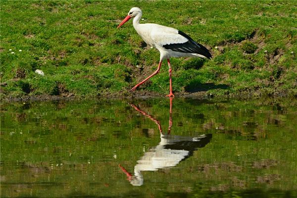 Que signifie rêver d’une cigogne