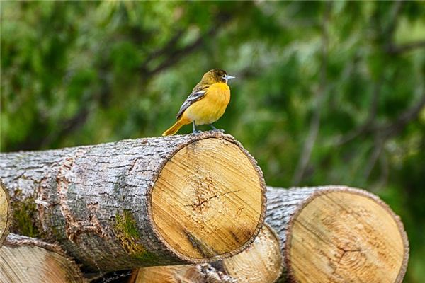 Que signifie rêver d’oriole