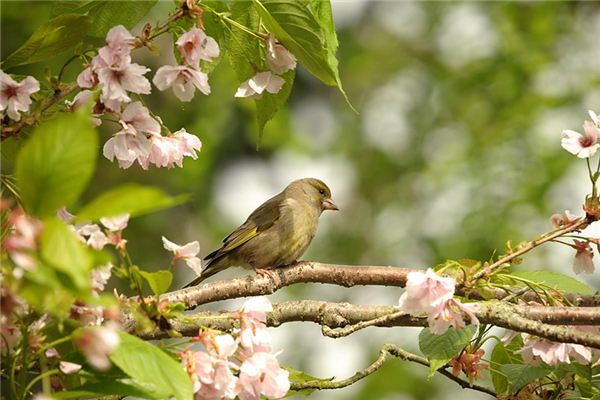 Que signifie rêver d’oriole