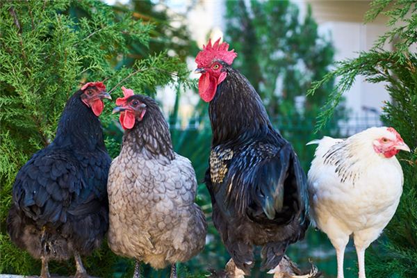 Que signifie rêver de poulets et de chiens