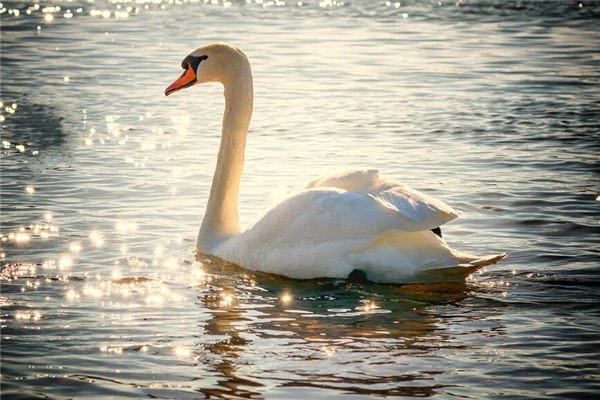 La signification spirituelle de rêver de cygnes errant sur le lac