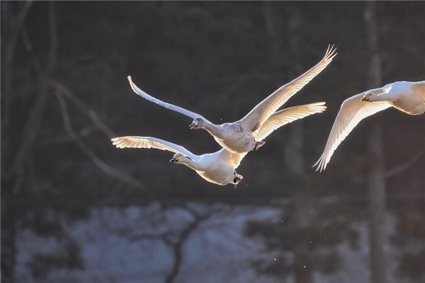 Que signifie rêver de cygnes volant dans le ciel