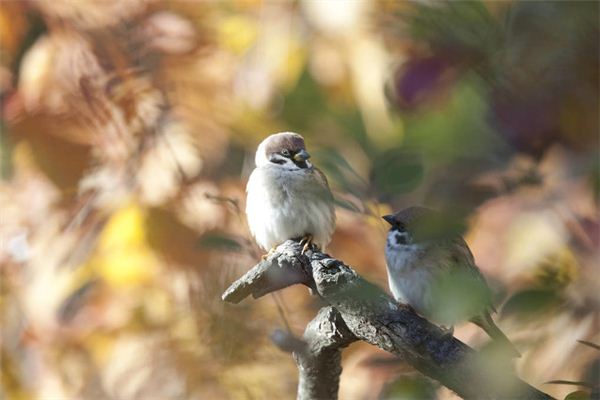 Que signifie rêver d’un attrapeur d’oiseaux attrapant un moineau