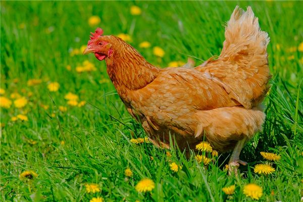 Que signifie rêver de tuer une poule ?