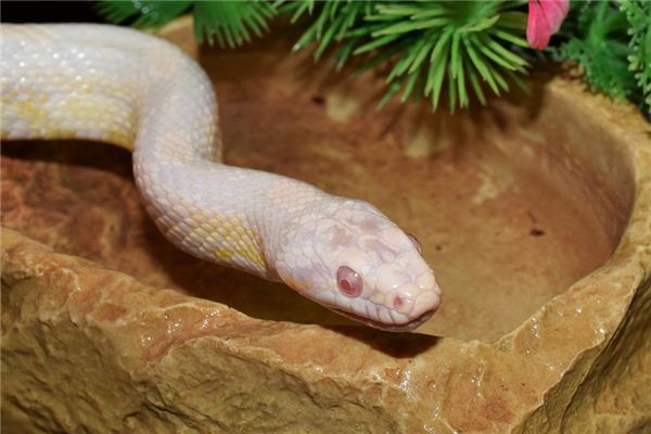 La signification spirituelle de rêver d’un serpent blanc