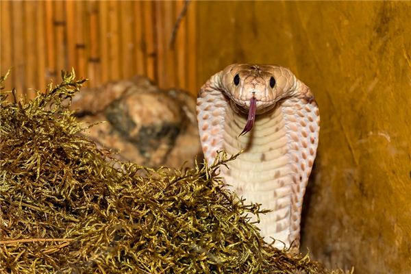 La signification spirituelle de rêver de serpents venimeux