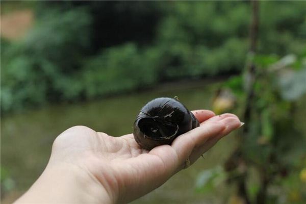 La signification spirituelle de rêver d’escargots