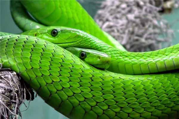 La signification spirituelle de rêver de deux serpents